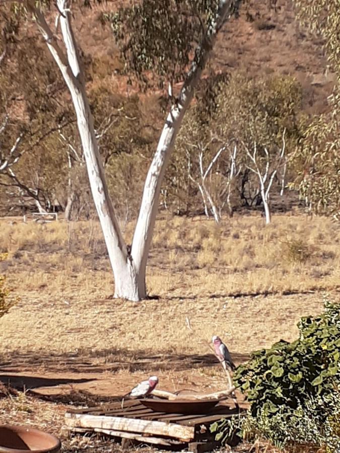 Squeakywindmill Boutique Tent B&B Alice Springs Zewnętrze zdjęcie